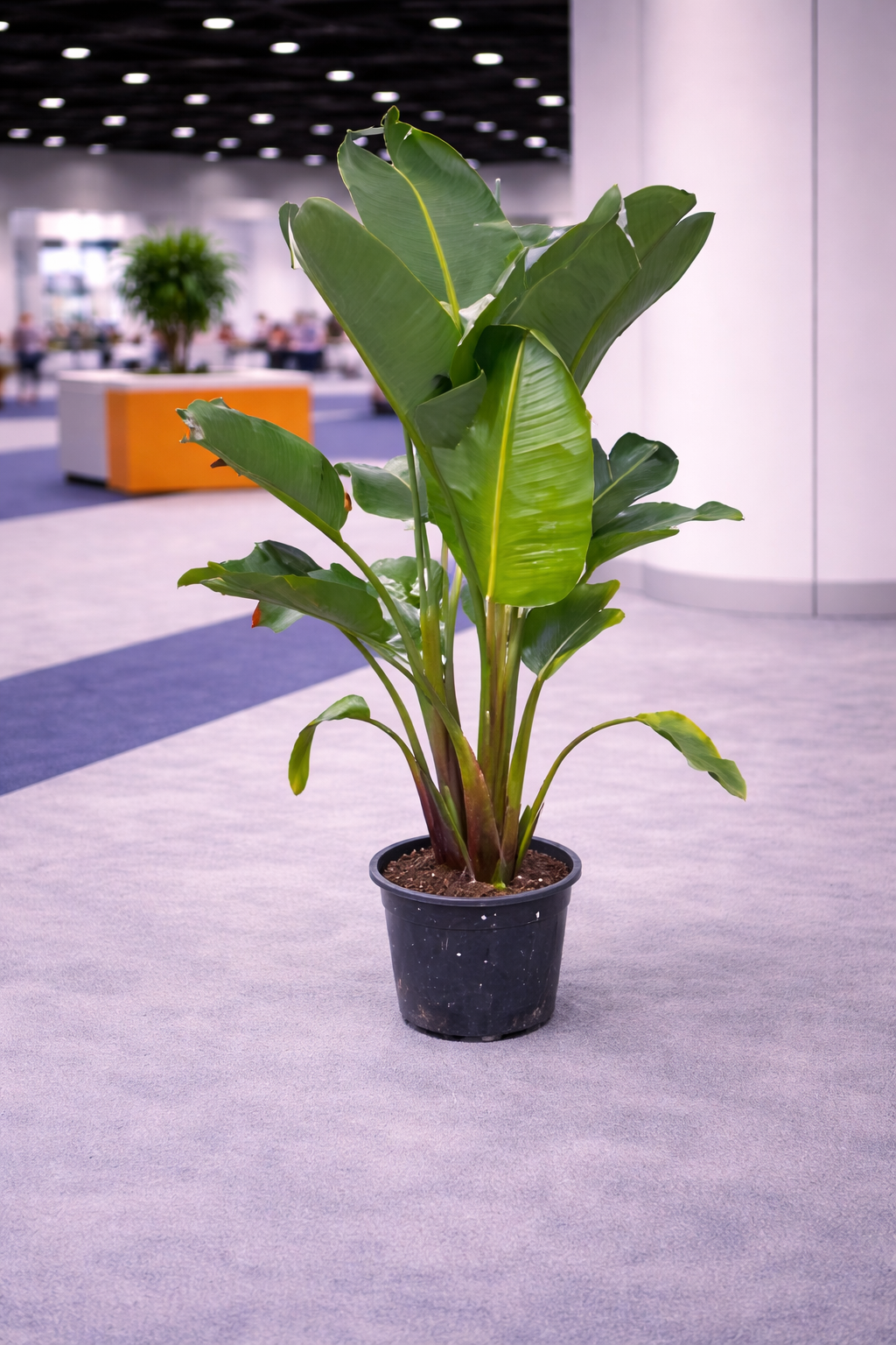 Decorative plant for events